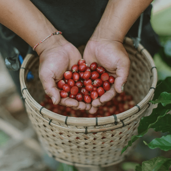 Image HARVEST THE RIPE CHERRIES