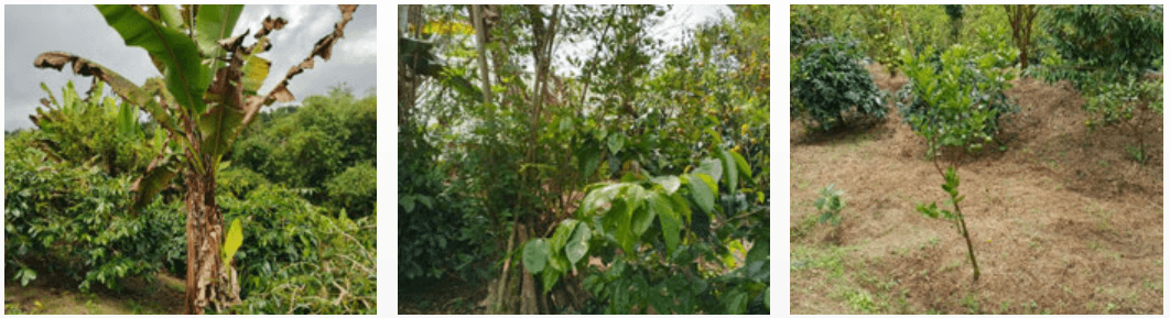 Coffee Processing Facility
